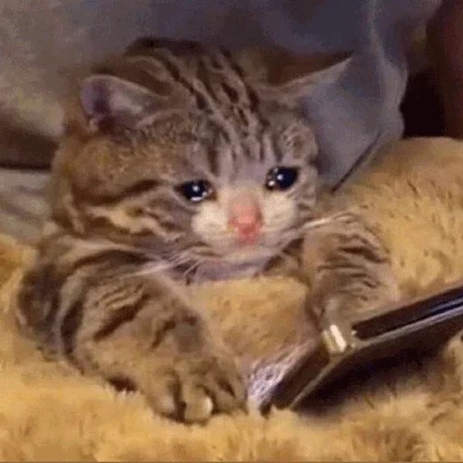 Big Sad sticker