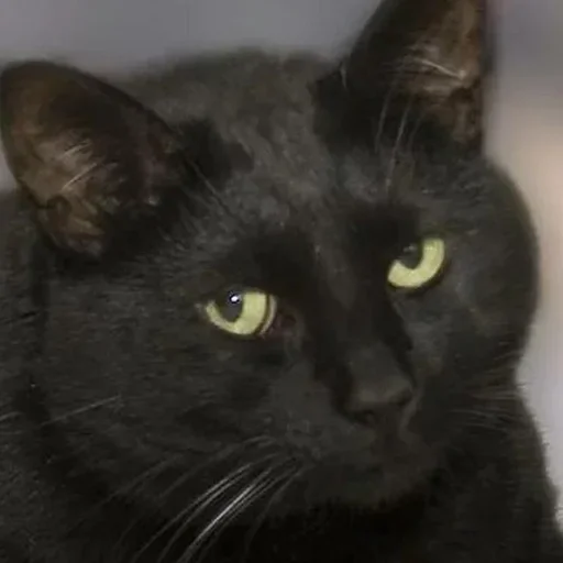 Black Cat Stare sticker