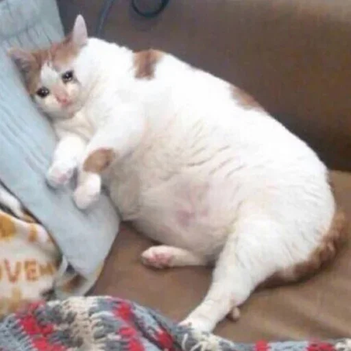 Chonk sticker