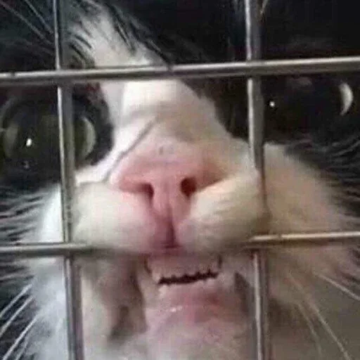 Let Me Out sticker
