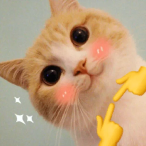 Shy Please sticker