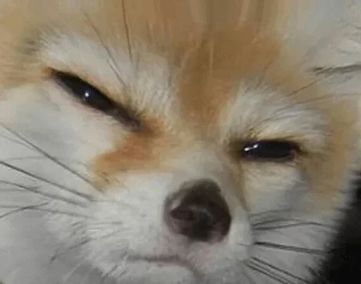 Sly Wink sticker