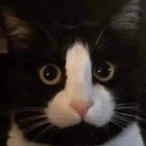 Tuxedo Stare sticker