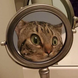 Mirror Check sticker